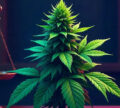 Laws on Growing Cannabis in the UK: Complete Legal Guide